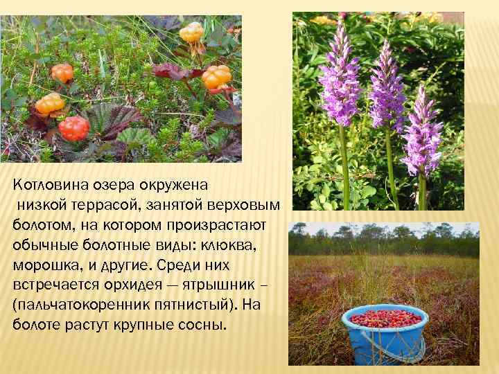 Котловина озера окружена низкой террасой, занятой верховым болотом, на котором произрастают обычные болотные виды: