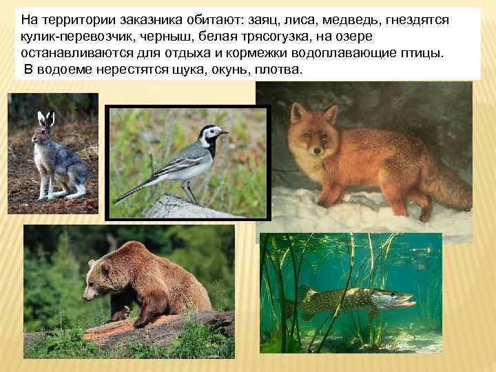 На территории заказника обитают: заяц, лиса, медведь, гнездятся кулик-перевозчик, черныш, белая трясогузка, на озере