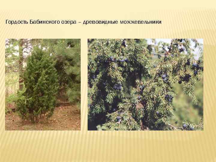  Гордость Бабинского озера – древовидные можжевельники 