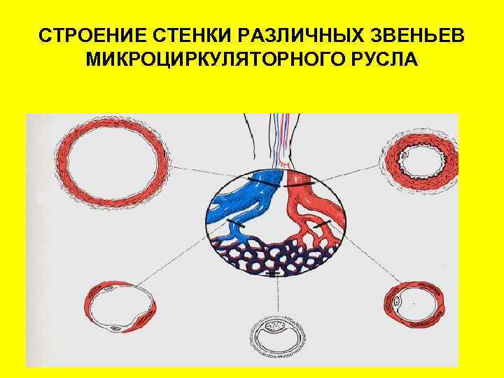 СТРОЕНИЕ СТЕНКИ РАЗЛИЧНЫХ ЗВЕНЬЕВ МИКРОЦИРКУЛЯТОРНОГО РУСЛА 