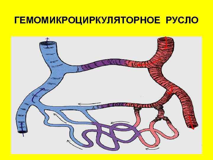ГЕМОМИКРОЦИРКУЛЯТОРНОЕ РУСЛО 
