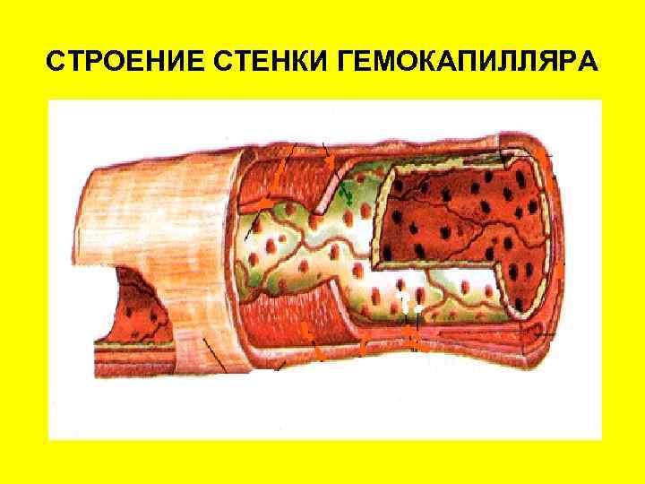 СТРОЕНИЕ СТЕНКИ ГЕМОКАПИЛЛЯРА 