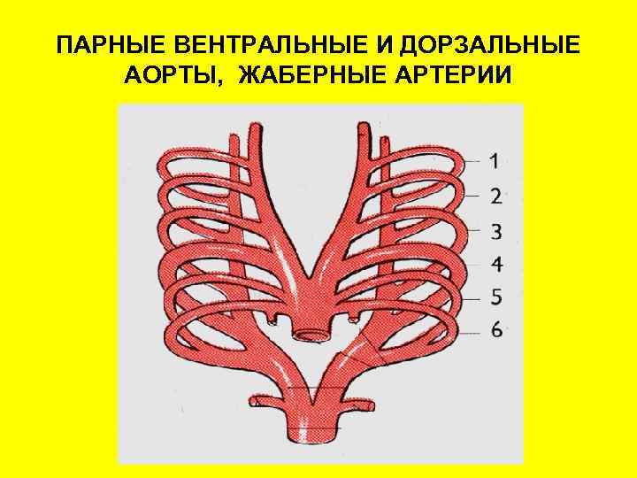 ПАРНЫЕ ВЕНТРАЛЬНЫЕ И ДОРЗАЛЬНЫЕ АОРТЫ, ЖАБЕРНЫЕ АРТЕРИИ 