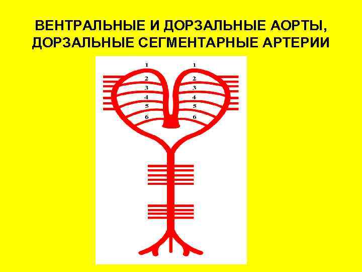 ВЕНТРАЛЬНЫЕ И ДОРЗАЛЬНЫЕ АОРТЫ, ДОРЗАЛЬНЫЕ СЕГМЕНТАРНЫЕ АРТЕРИИ 