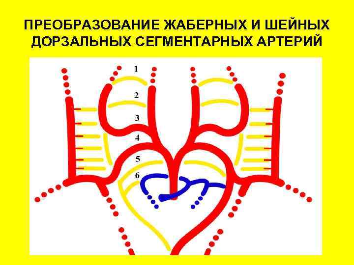 ПРЕОБРАЗОВАНИЕ ЖАБЕРНЫХ И ШЕЙНЫХ ДОРЗАЛЬНЫХ СЕГМЕНТАРНЫХ АРТЕРИЙ 