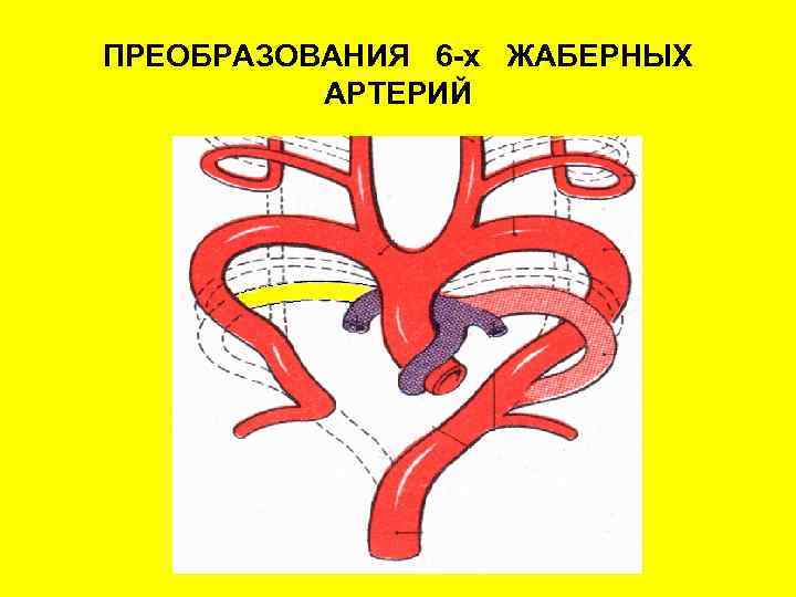 ПРЕОБРАЗОВАНИЯ 6 -х ЖАБЕРНЫХ АРТЕРИЙ 