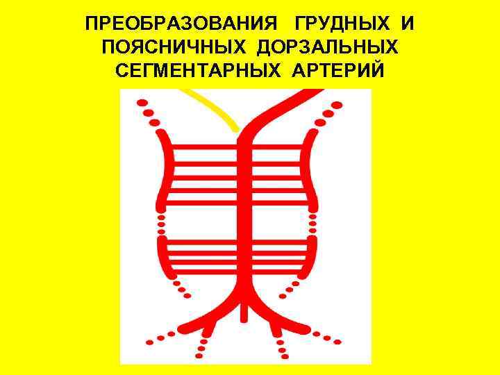 ПРЕОБРАЗОВАНИЯ ГРУДНЫХ И ПОЯСНИЧНЫХ ДОРЗАЛЬНЫХ СЕГМЕНТАРНЫХ АРТЕРИЙ 