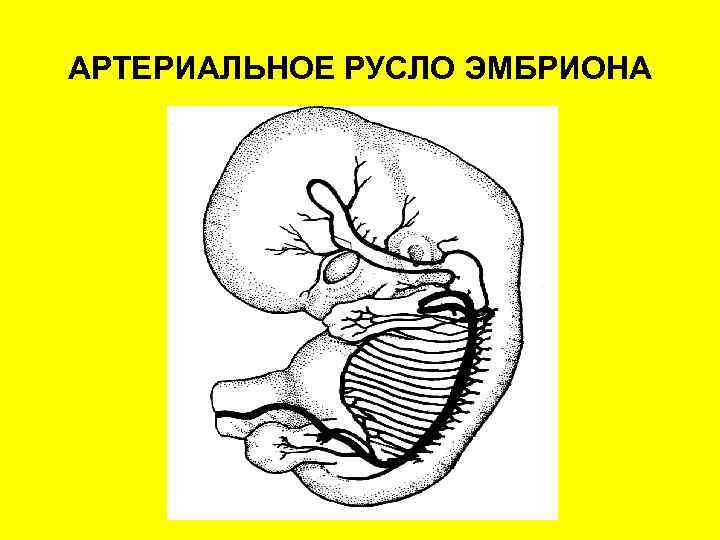 АРТЕРИАЛЬНОЕ РУСЛО ЭМБРИОНА 