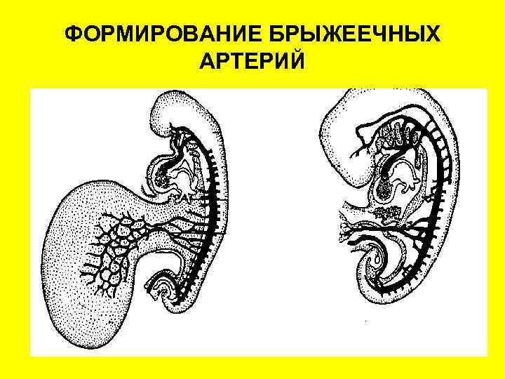 ФОРМИРОВАНИЕ БРЫЖЕЕЧНЫХ АРТЕРИЙ 