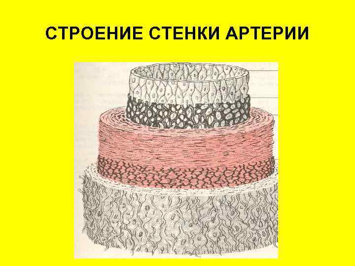 СТРОЕНИЕ СТЕНКИ АРТЕРИИ 