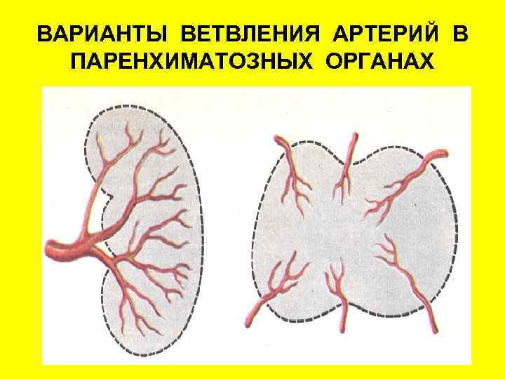 Ветвление сосудов