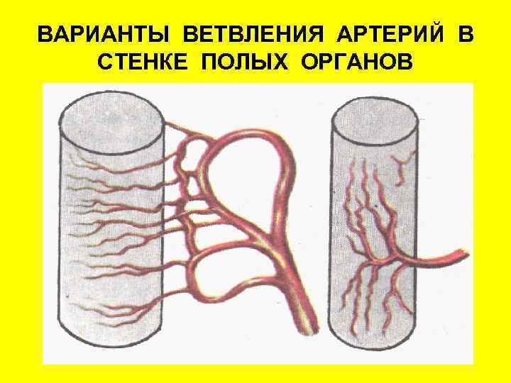 ВАРИАНТЫ ВЕТВЛЕНИЯ АРТЕРИЙ В СТЕНКЕ ПОЛЫХ ОРГАНОВ 