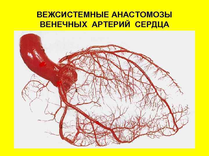 Кровяное русло. Анастомозы коронарных артерий. Анастомозирующие артерии это.