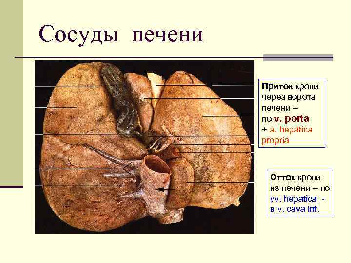 Сосуды печени Приток крови через ворота печени – по v. porta + a. hepatica