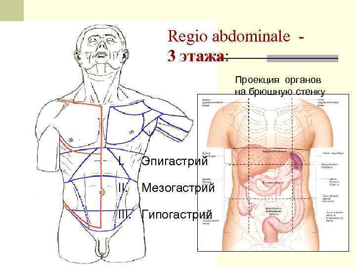 Regio abdominale 3 этажа: Проекция органов на брюшную стенку I. Эпигастрий II. Мезогастрий III.