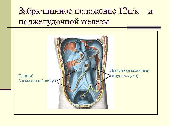 Забрюшинное положение 12 п/к поджелудочной железы Правый брыжеечный синус и Левый брыжеечный синус (пазуха)