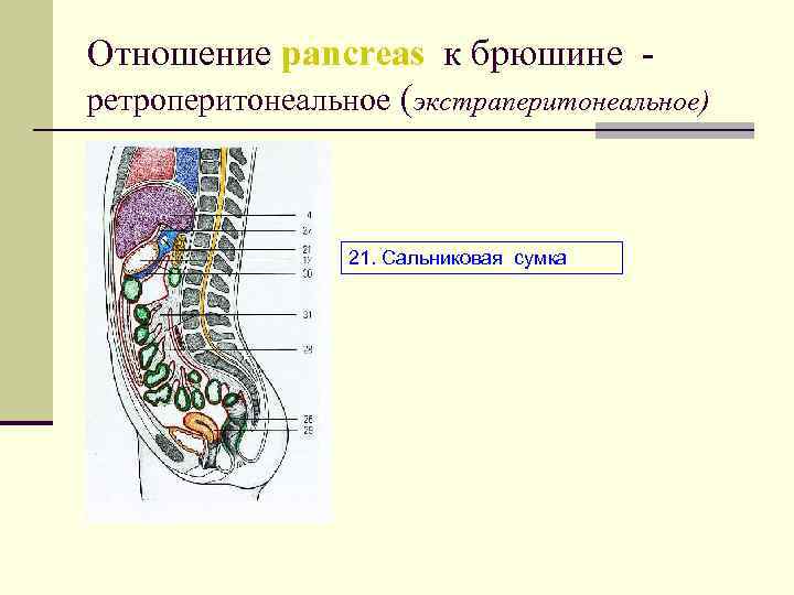 Отношение pancreas к брюшине ретроперитонеальное (экстраперитонеальное) 21. Сальниковая сумка 