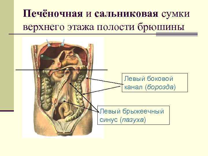 Латеральный канал. Верхний этаж брюшной полости сальниковая сумка. Сумки брюшной полости топографическая анатомия. Этажи полости брюшины анатомия. Печеночная преджелудочная и сальниковая сумки.