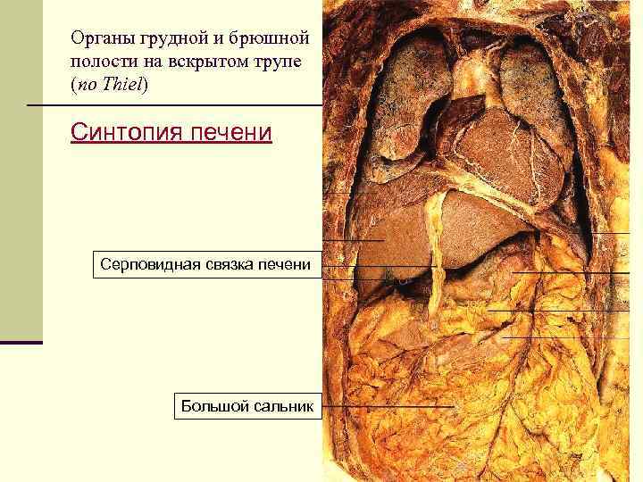 Анатомия печени и желчевыводящих путей человека фото и описание