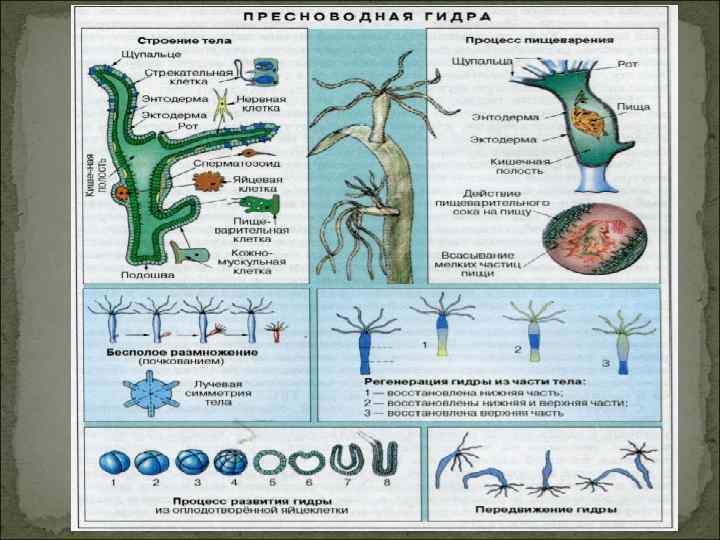 Регенерация размножение. Регенерация кишечнополостных. Регенерация гидры. Регенирацияпресноводной гидры. Таблица регенерации гидры.
