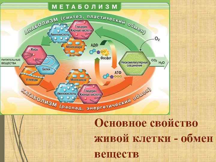 Основное свойство живой клетки - обмен веществ 