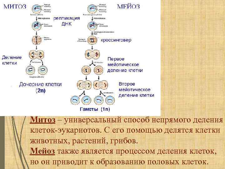 На рисунке изображен процесс деления клетки какое общее свойство живых