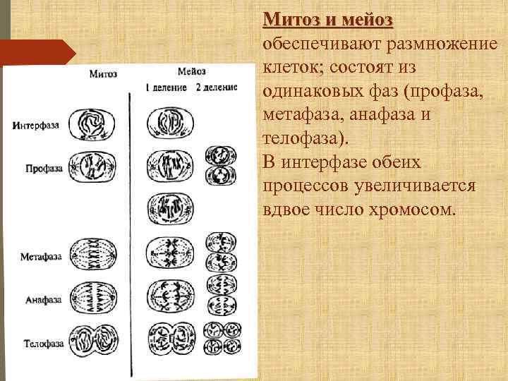 Митоз и мейоз рисунки