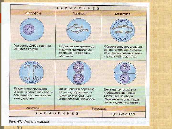 Признак деления клеток. Фазы митоза таблица с рисунками. Таблица фаза митоза процессы рисунок. Фазы митоза таблица 9 класс. Характеристика фаз митоза таблица.