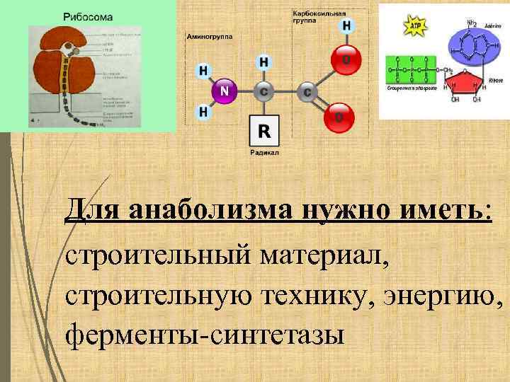 Для анаболизма нужно иметь: строительный материал, строительную технику, энергию, ферменты-синтетазы 