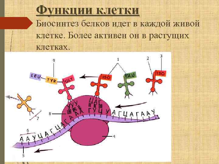 Функции клетки Биосинтез белков идет в каждой живой клетке. Более активен он в растущих