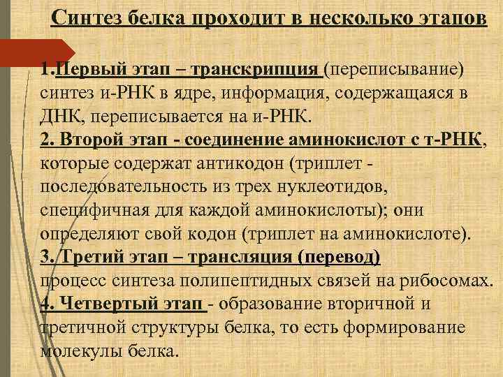 Синтез белка проходит в несколько этапов 1. Первый этап – транскрипция (переписывание) синтез и-РНК