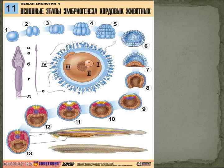 Тест индивидуальное развитие. Онтогенез живого организма. Биологиюиндивидуального развития. Картинки биология индивидуального развития. Биология 11кл.индивидуальное развитие организмов..