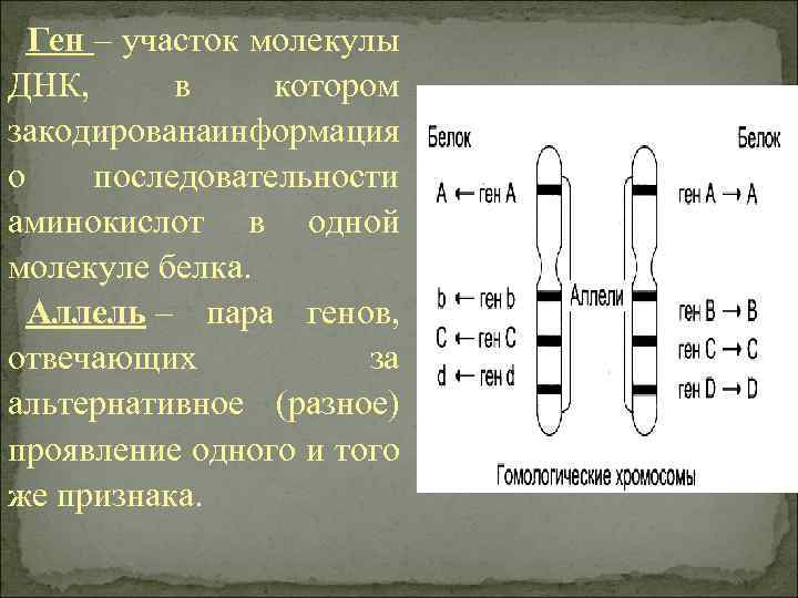 Ген – участок молекулы ДНК, в котором закодирована нформация и о последовательности аминокислот в