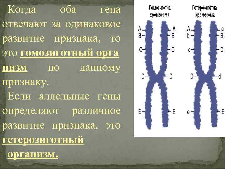 Когда оба гена отвечают за одинаковое развитие признака, то это гомозиготный орга низм по