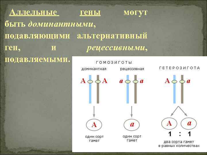 Ген имеет. Аллельные и неаллельные гены. Аллельные гены и неаллельные гены. Схема аллельных генов. Аллельные и неаллельные гены кратко.