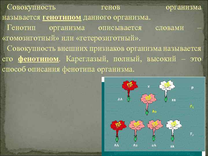 Совокупность всех генов организма. Совокупность генов данного организма называется. Как называется совокупность всех генов организма. Совокупность генов данного организма.