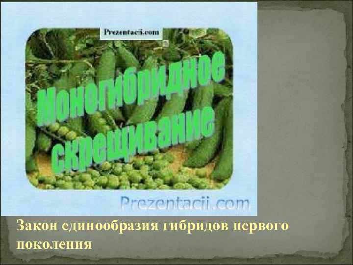 Закон единообразия гибридов первого поколения 