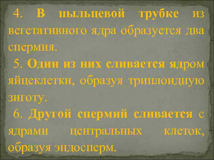 4. В пыльцевой трубке из вегетативного ядра образуется два спермия. 5. Один из них