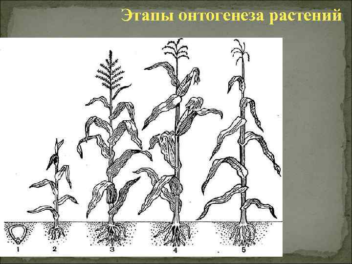 На рисунке изображен томат в разный период