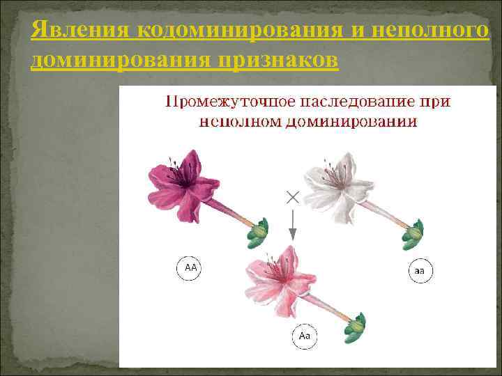 Явления кодоминирования и неполного доминирования признаков 