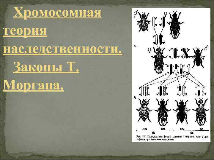 Хромосомная теория томаса. Теория наследственности Моргана. Теории наследственности т. Моргана. Хромосомная теория наследования т Моргана. Хромосомная теория наследственности т.г.Моргана..