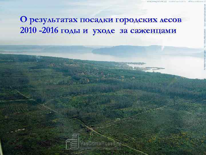 О результатах посадки городских лесов 2010 -2016 годы и уходе за саженцами 