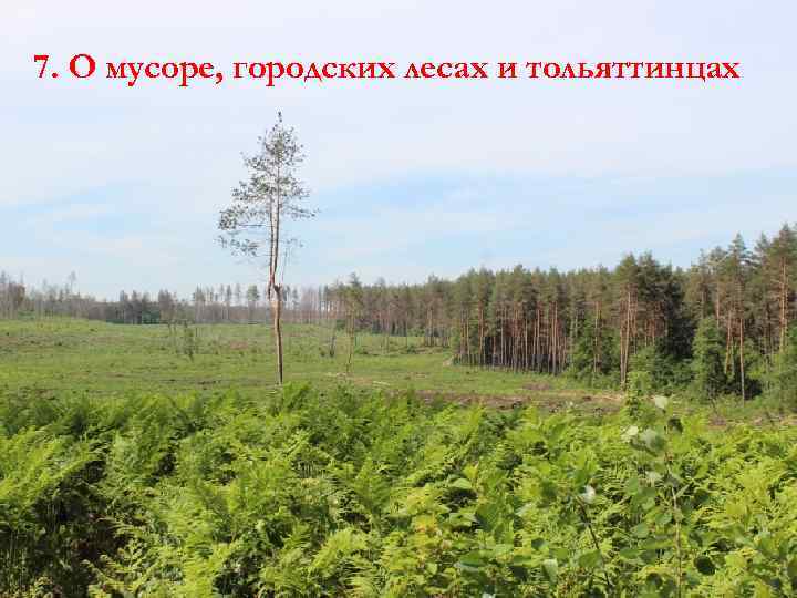 7. О мусоре, городских лесах и тольяттинцах 