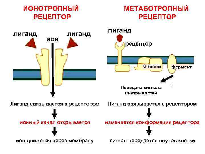 ИОНОТРОПНЫЙ РЕЦЕПТОР лиганд ион лиганд МЕТАБОТРОПНЫЙ РЕЦЕПТОР лиганд рецептор G-белок фермент Передача сигнала внутрь