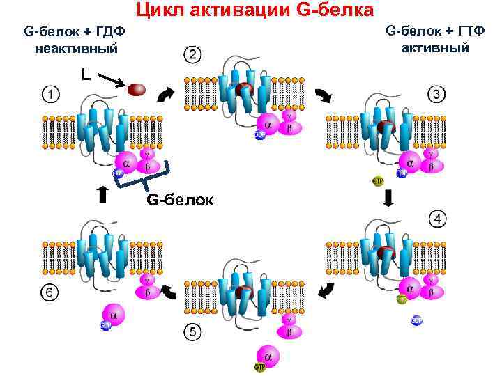 Цикл активации G-белка G-белок + ГТФ активный G-белок + ГДФ неактивный L G-белок 