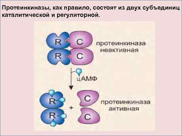 Протеинкиназы, как правило, состоят из двух субъединиц каталитической и регуляторной. 