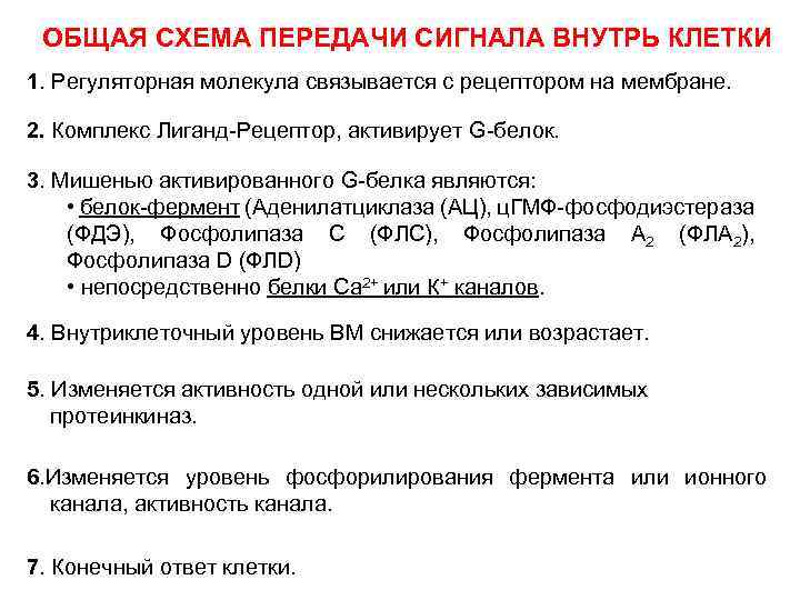 ОБЩАЯ СХЕМА ПЕРЕДАЧИ СИГНАЛА ВНУТРЬ КЛЕТКИ 1. Регуляторная молекула связывается с рецептором на мембране.