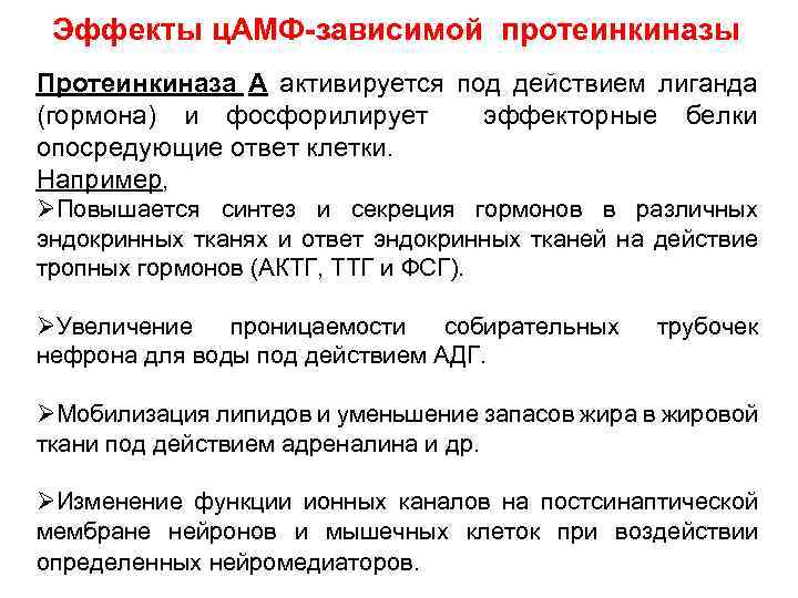 Эффекты ц. АМФ-зависимой протеинкиназы Протеинкиназа А активируется под действием лиганда (гормона) и фосфорилирует эффекторные