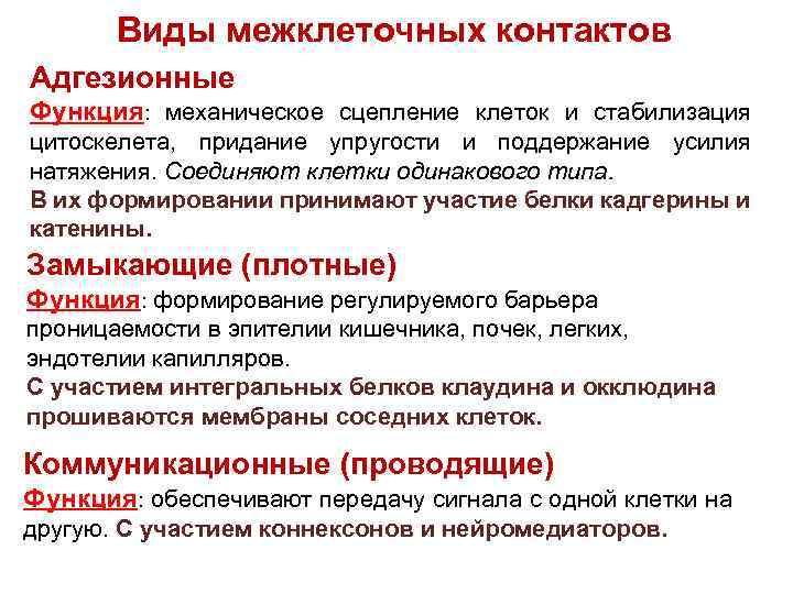 Виды межклеточных контактов Адгезионные Функция: механическое сцепление клеток и стабилизация цитоскелета, придание упругости и