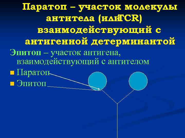 Паратоп – участок молекулы антитела (или TCR) взаимодействующий с антигенной детерминантой Эпитоп – участок